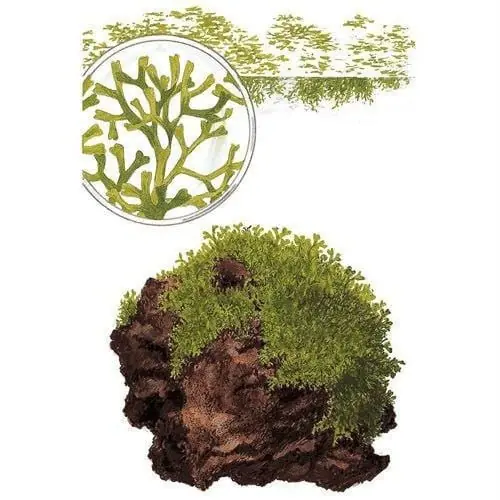 Riccia fluitans - UNS