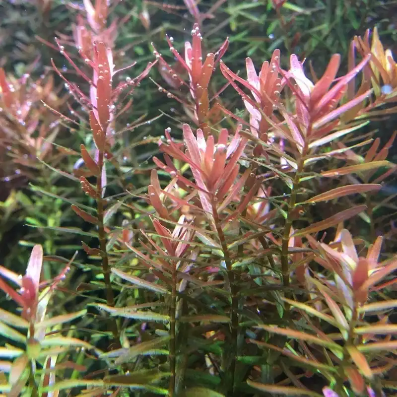 Rotala 'Hra' - Tropica