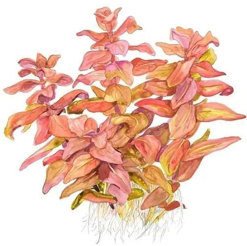 Rotala macrandra - Tropica
