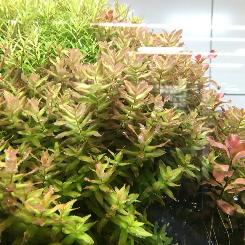 Rotala macrandra 'Green' - ADA