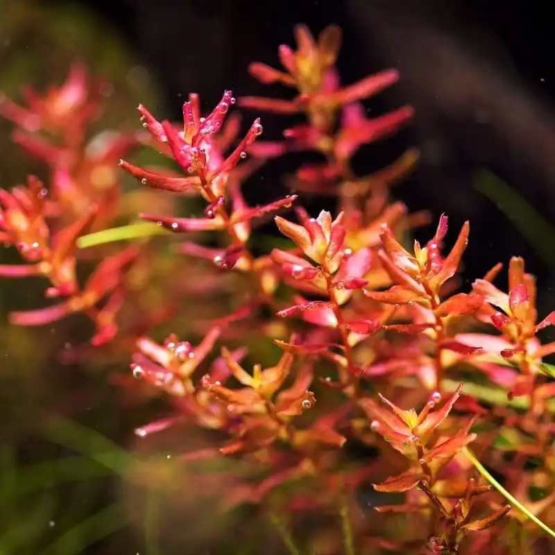 Rotala macrandra 'Mini Butterfly' - ADA