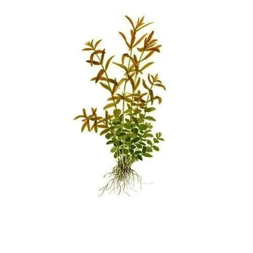 Rotala rotundifolia - ADA