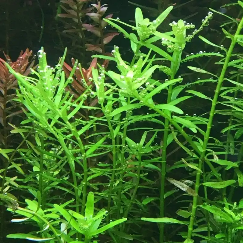 Rotala rotundifolia 'Green' - ADA