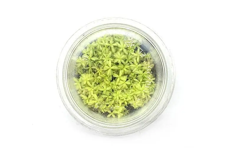 Rotala rotundifolia 'Platinum' - UNS
