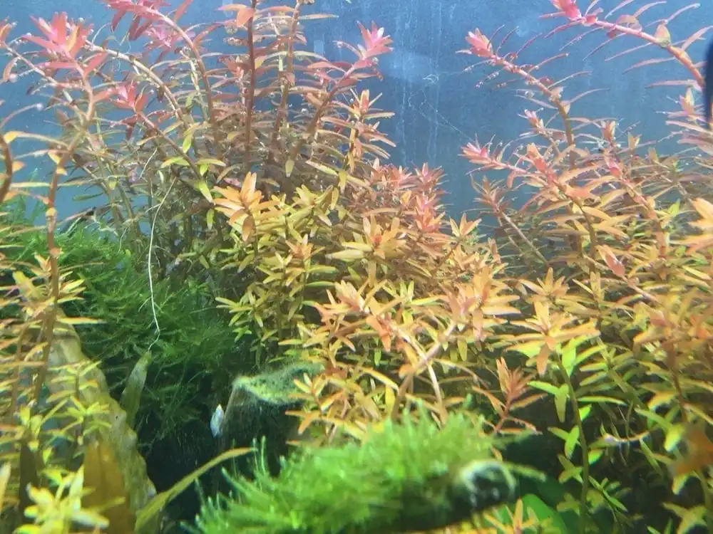 Rotala sp. 'Fujian' - ADA