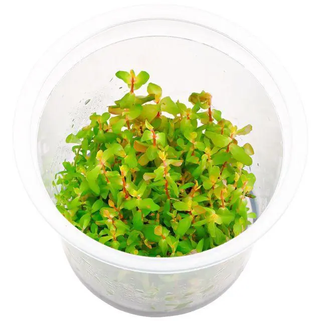 Rotala sp. 'Shimoga' - ADA