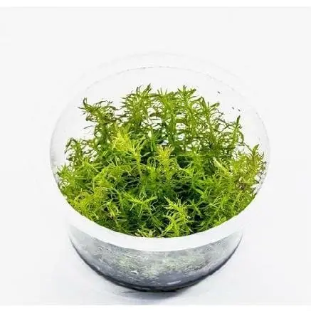 Rotala sp. 'Vietnam' - ADA