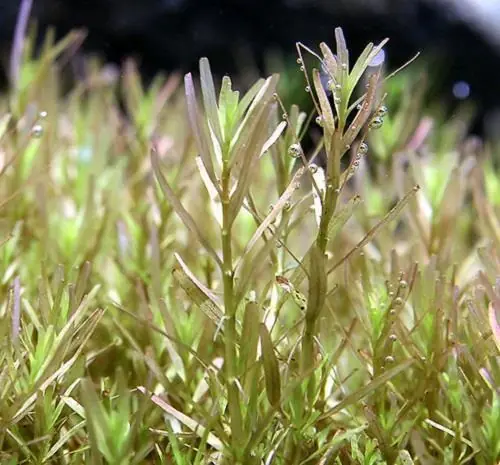 Rotala sp. 'Wayanad' - Aquatic Farmer