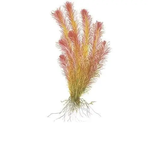 Rotala wallichii - Tropica