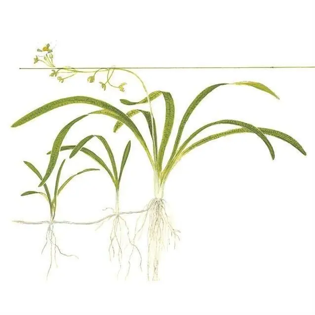 Sagittaria subulata - ALA Livestock
