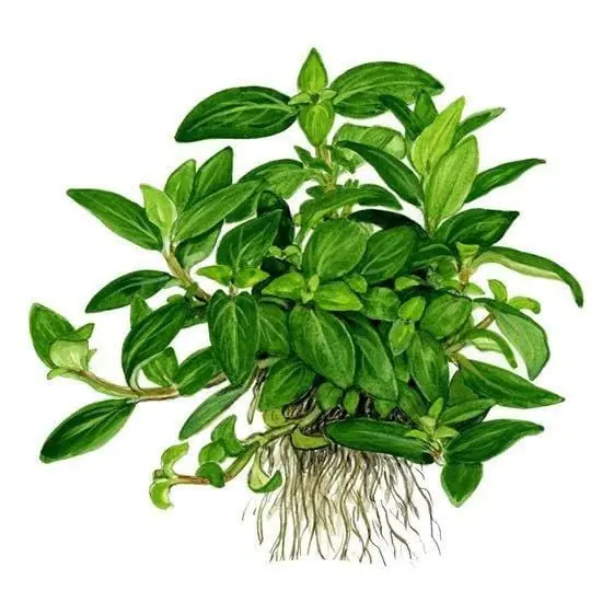 Staurogyne repens - ALA Livestock