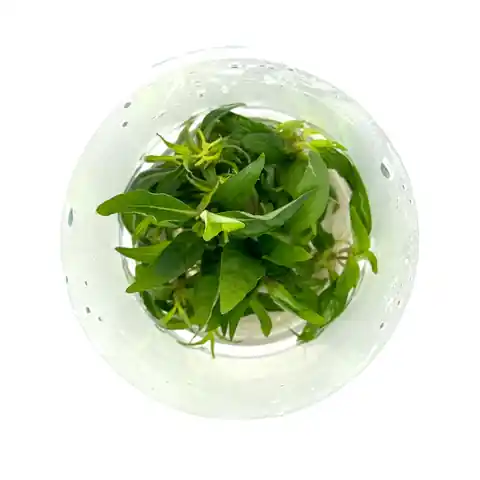 Staurogyne sp. 'Porto Velho' - ADA