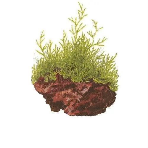 Taxiphyllum barbieri (Java Moss) - Tropica