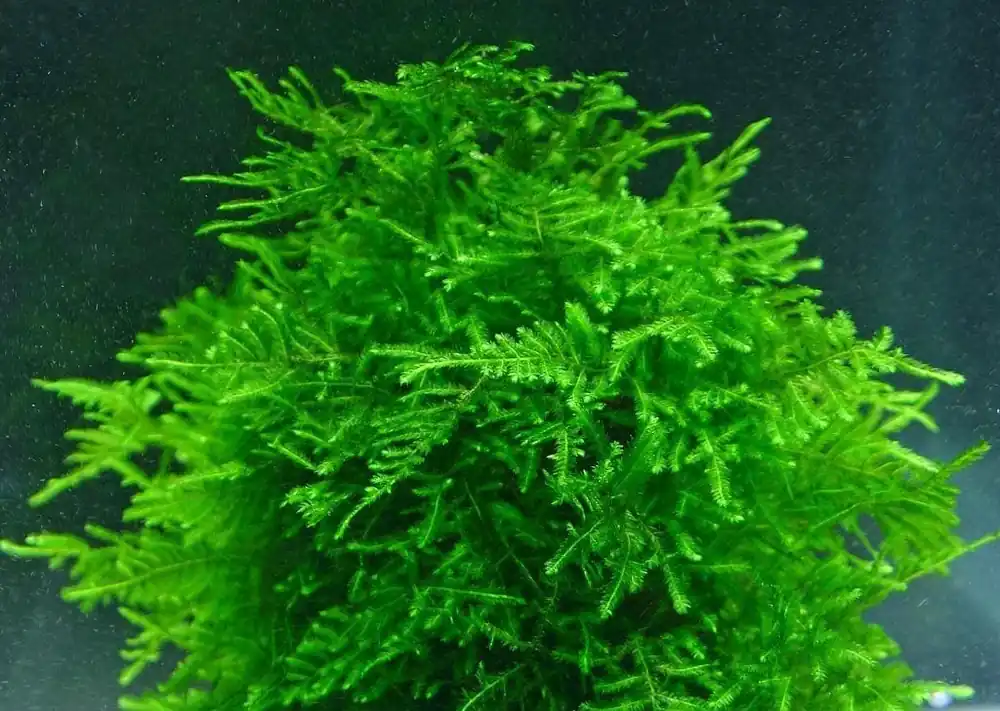 Taxiphyllum sp. ‘Peacock' - ALA Livestock