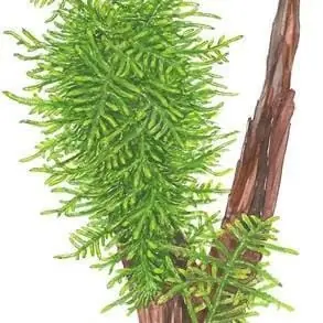Taxiphyllum 'Spiky' - Tropica