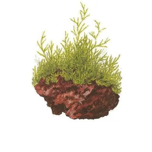 Taxiphyllum 'Taiwan Moss' - ALA Livestock
