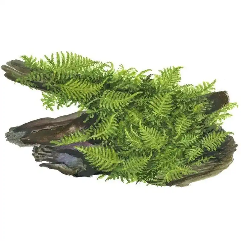 Vesicularia montagnei 'Christmas Moss' - ADA