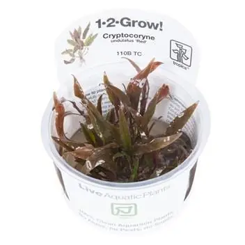 Cryptocoryne undulatus 'red' - Tropica