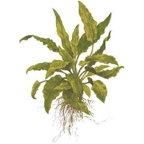 Cryptocoryne wendtii 'Green' - ALA Livestock