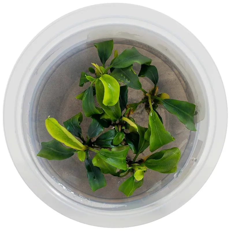 Bucephalandra sp. - Aquatic Farmer