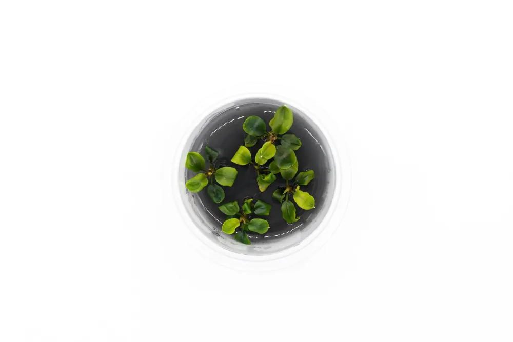 Bucephalandra sp. 'Maia' - Aquatic Farmer