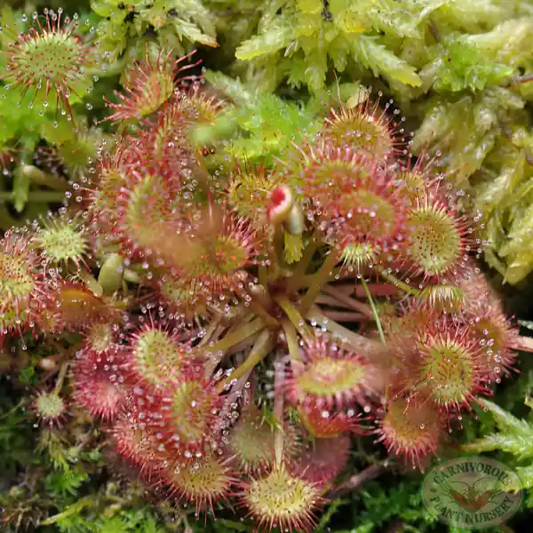 Drosera Rotundifolia - Aquatic Farmer