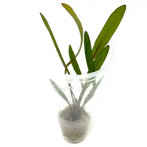 Echinodorus rubin 'Narrow Leaf' - ALA Livestock