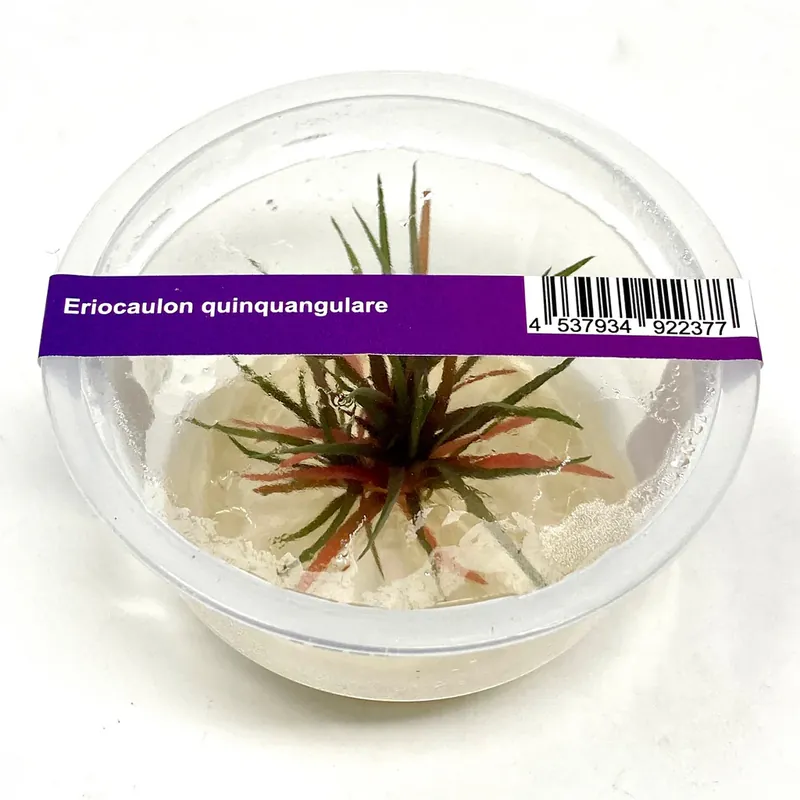 Eriocaulon quinquangulare - ALA Livestock