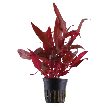 Alternanthera reineckii 'Rosanervig' - ALA Livestock
