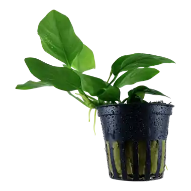 Anubias barteri var. nana - ALA Livestock