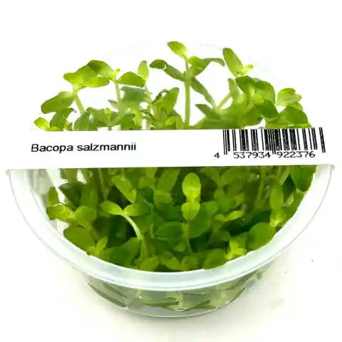 Bacopa salzmannii 'Purple' - ALA Livestock