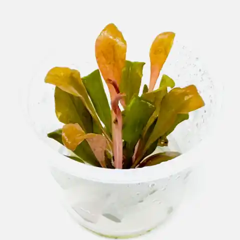 Samolus parviflorus 'Red' - ADA - Aqua Design Amano