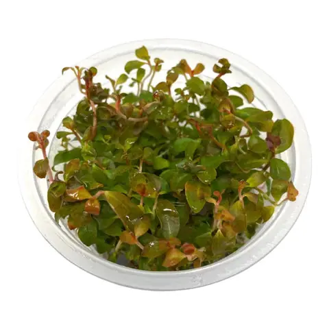 Ludwigia Senegalensis - ALA Livestock
