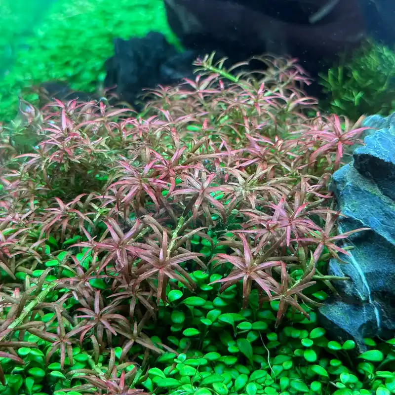Rotala Mexicana 'Goias' - ALA Livestock