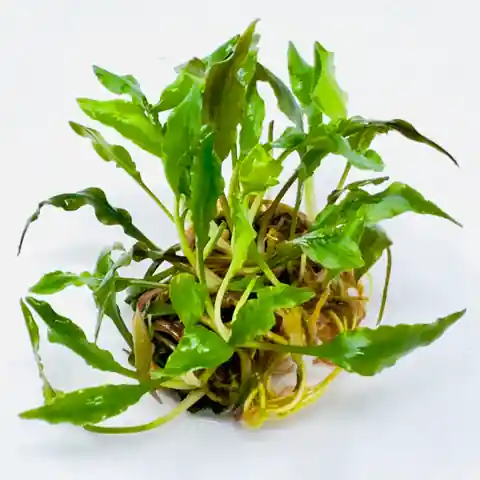 Cryptocoryne Spiralis CK - ALA Livestock