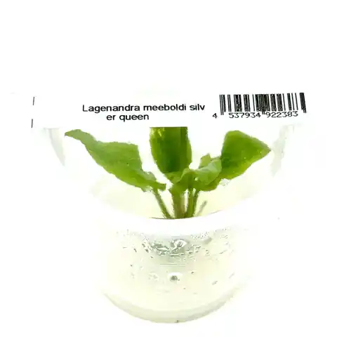 Lagenandra Meeboldi 'Silver Queen' - ALA Livestock