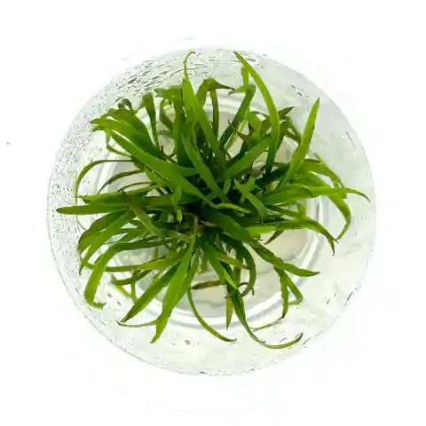 Cyptocoryne Spiralis Caudigera - ALA Livestock
