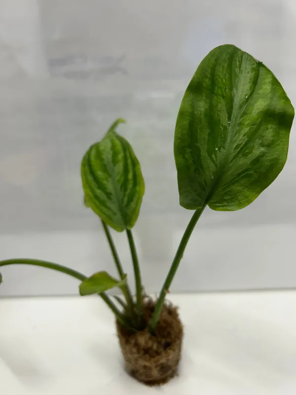 Lagenandra Meeboldii 'Watermelon' - ALA Livestock