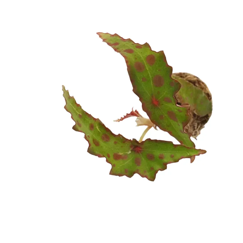 Begonia Amphioxus - ALA Livestock