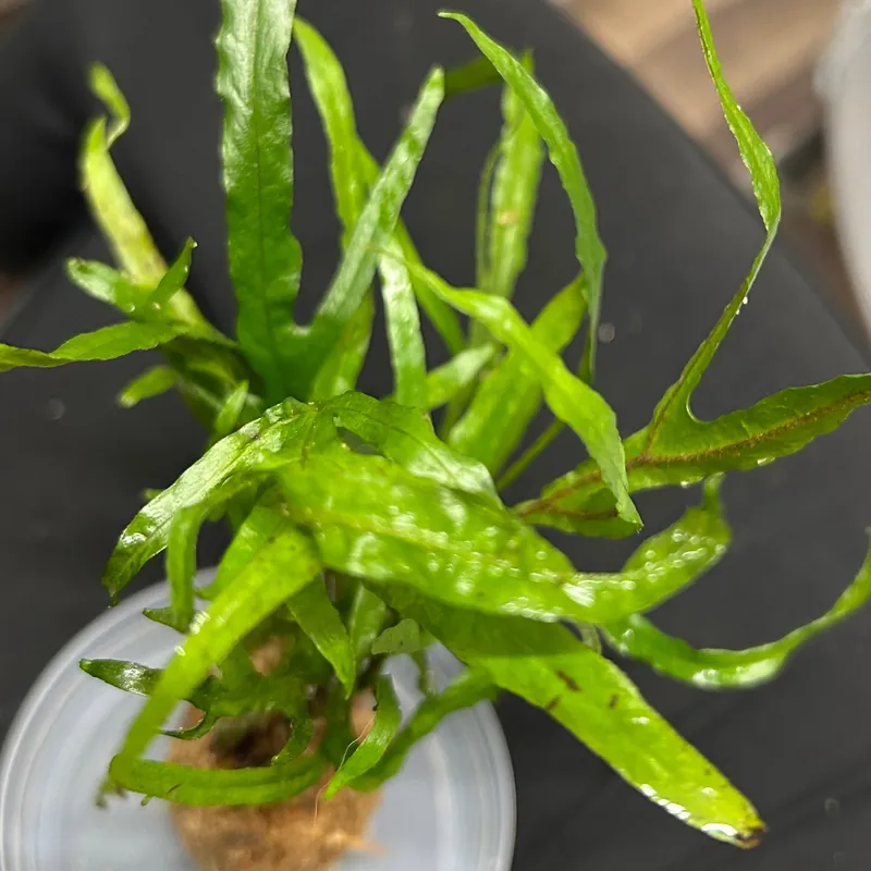 Microsorum Pteropus Trident - ALA Livestock