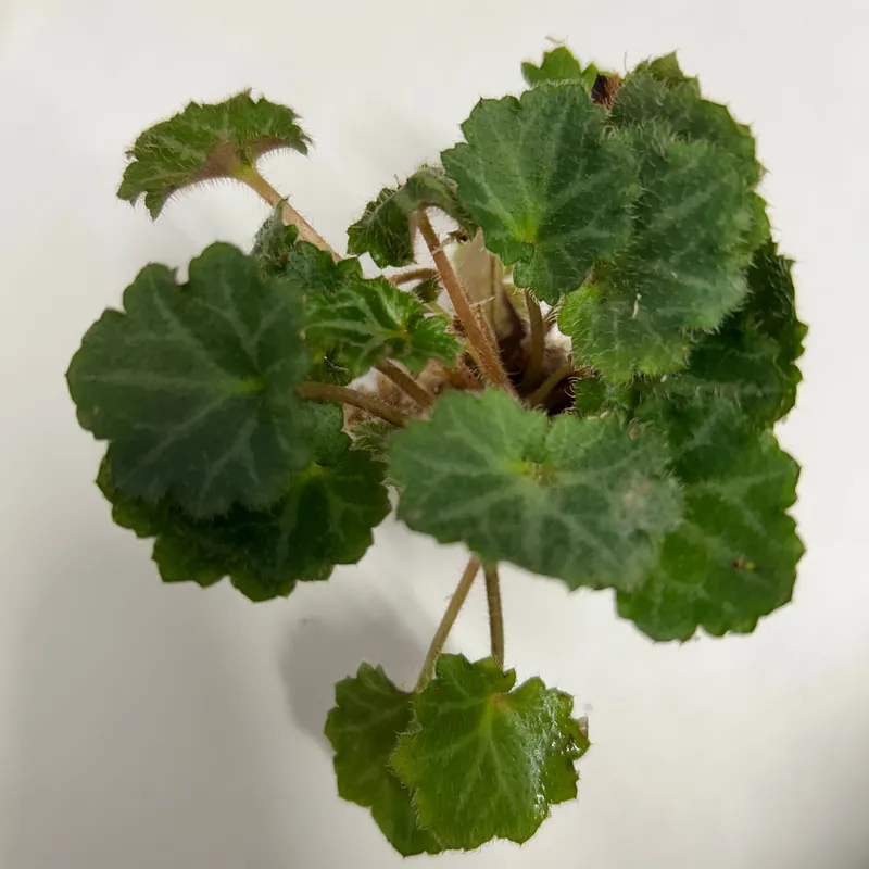 Saxifraga Stolonifera - ALA Livestock