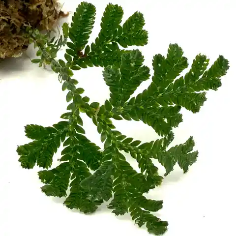 Selaginella Siamensis 'Peacock' - ALA Livestock