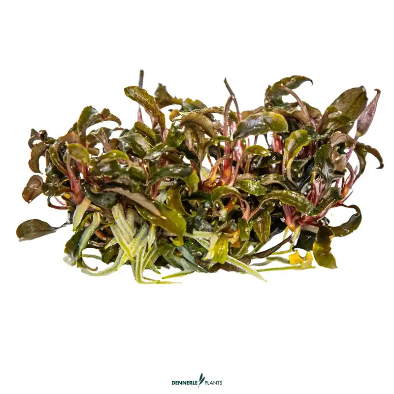 Bucephalandra Kedagang Diabolica - ALA Livestock