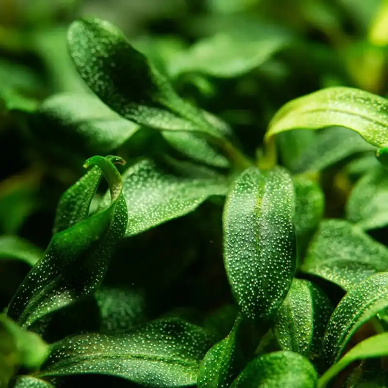 Bucephalandra sp. 'Needle Leaf' - ALA Livestock