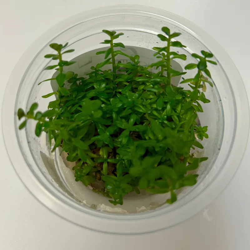 Rotala Rotundifolia 'Mexicana' - ALA Livestock