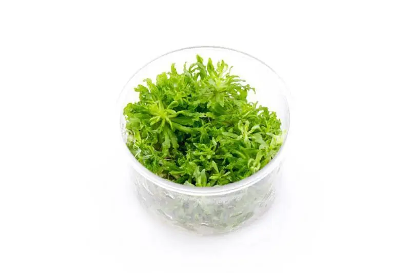 Pogostemon Helferi 'Downoi' - ALA Livestock