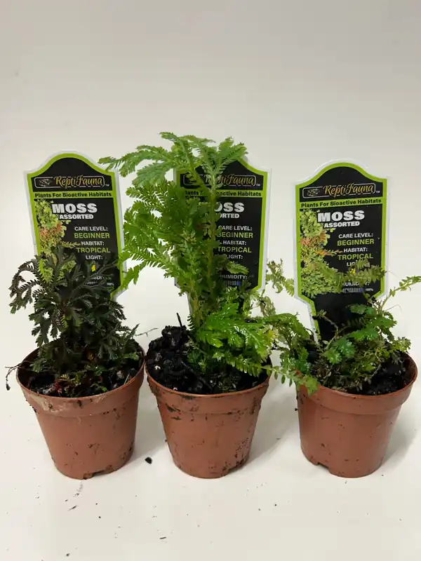 Reptifauna Assorted Moss - Segrest Farms