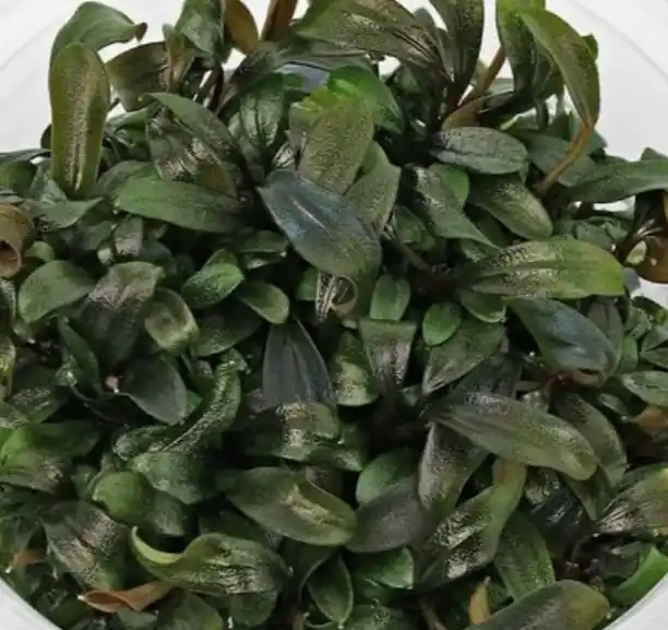 Bucephalandra sp. ‘Brownie Purple - ALA Livestock
