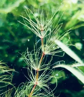 Eleocharis Fluctuans - ALA Livestock