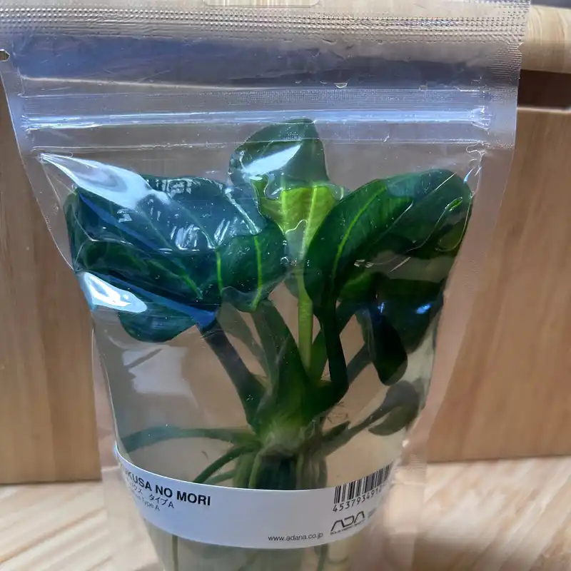 Echinodorus Opacus Type A 'Saona Carlos' - ALA Livestock